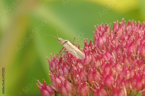 insekt auf blüte