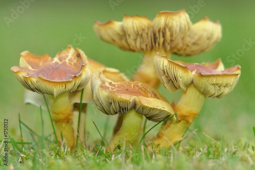 pilze