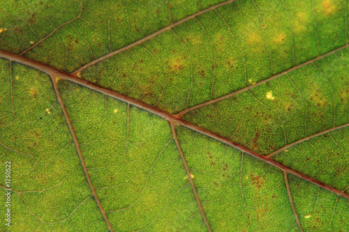 leaf nervation