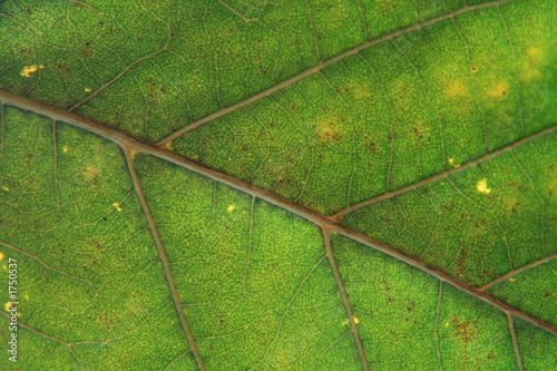 leaf nervation