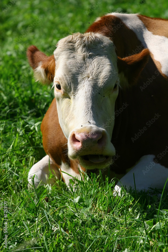 happy cow happy cow