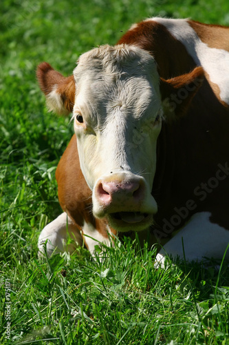 happy cow © James Hearn