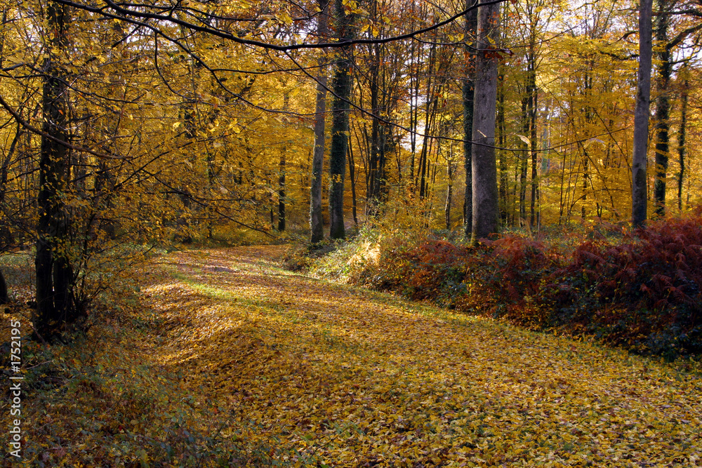 Obraz premium automne