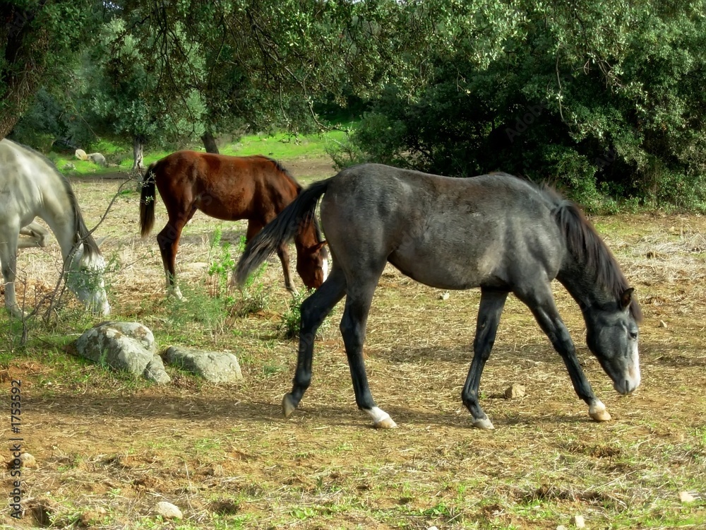 horse with a farm