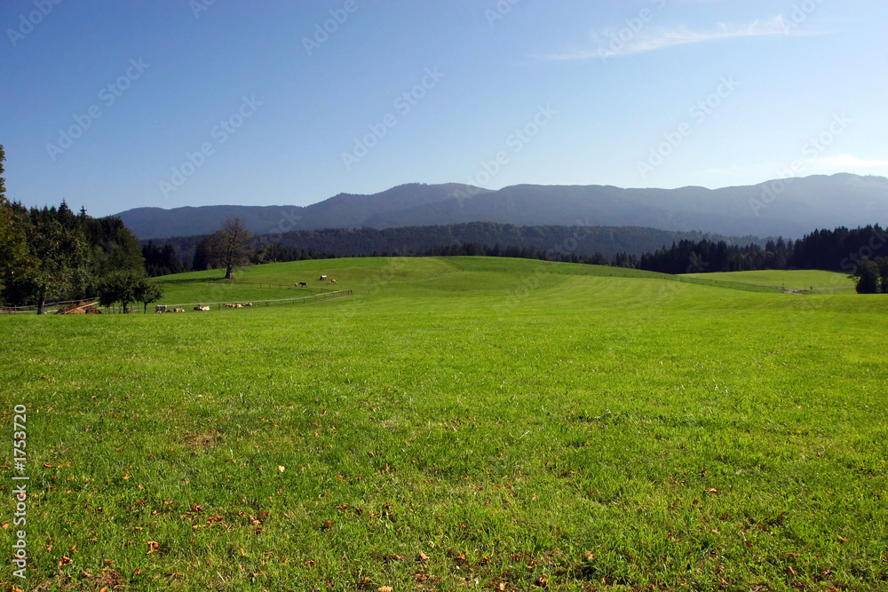 bavarian meadow