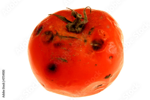 rotten tomatoe 2