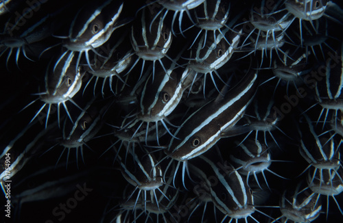 catfish eels © Seawaters
