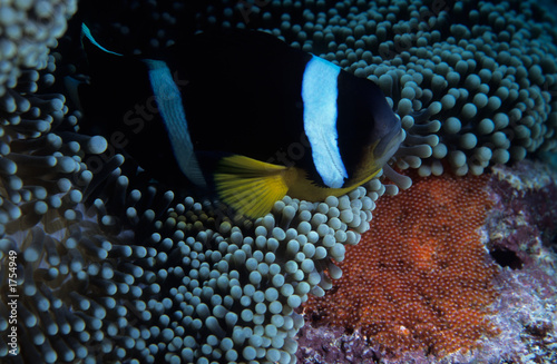 clownfish with eggs photo