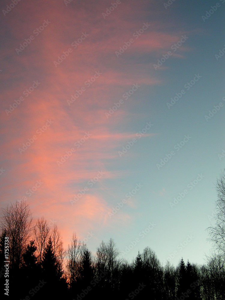 Fototapeta premium sunset forest