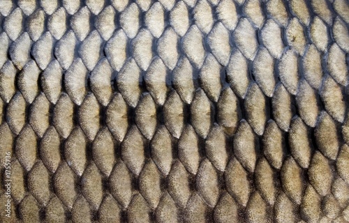 carp skin