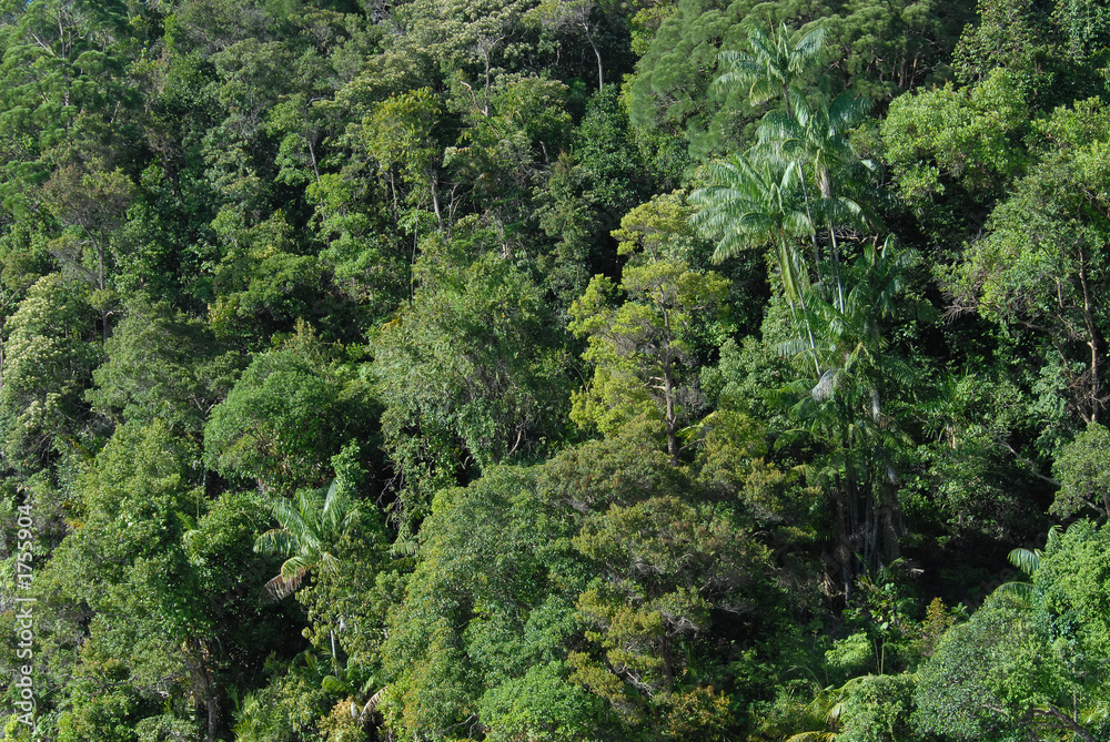 Obraz premium jungle canopy
