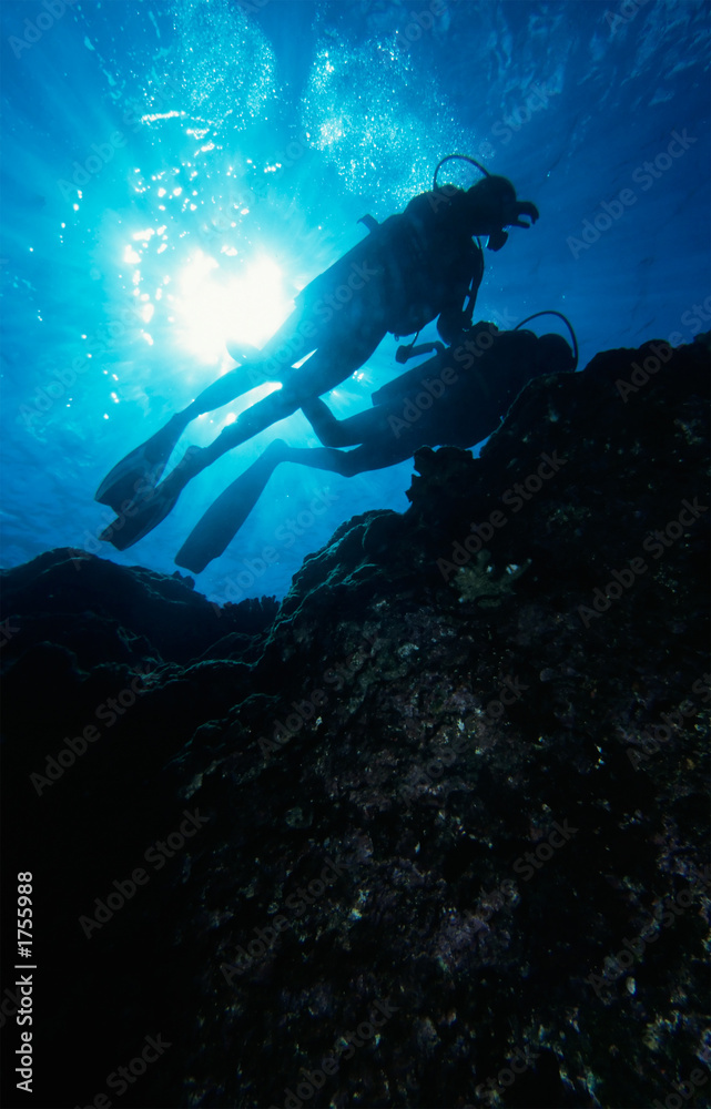 diving the reef
