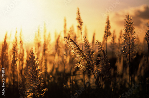 sunset sugar cane © Seawaters
