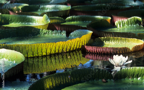 giant amazon water lily © Seawaters