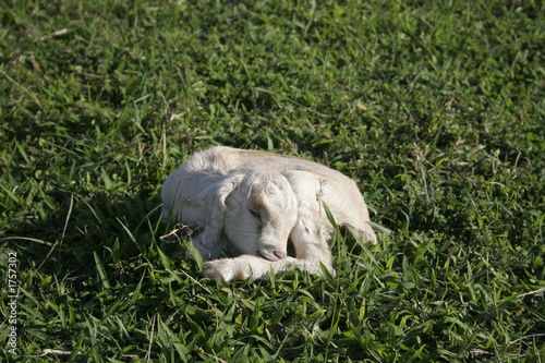 sleeping newborn kid