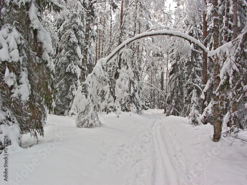 winter forest. snow arc