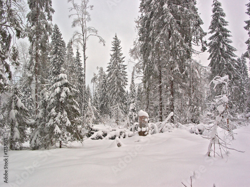 winter forest. snow clearing