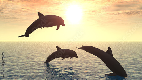 dolphin