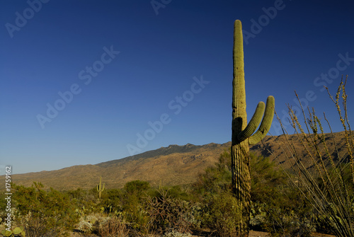 saguaro cactus