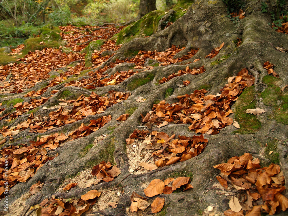 bosque de urbasa en otoño, navarra bosque de urbasa en otoño, navarra