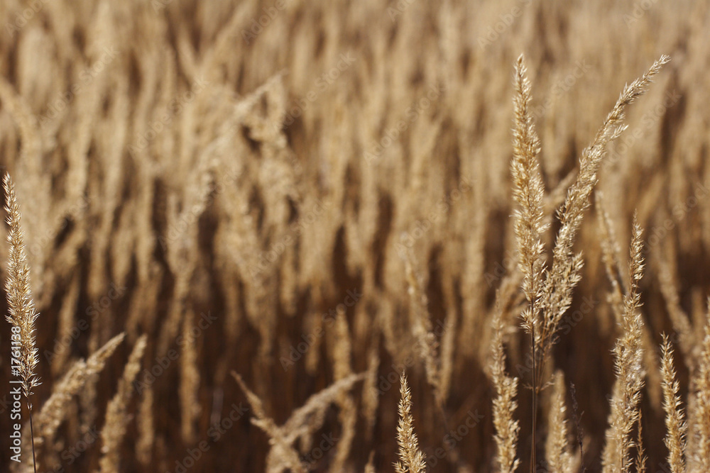 Fototapeta premium wild mountain plants