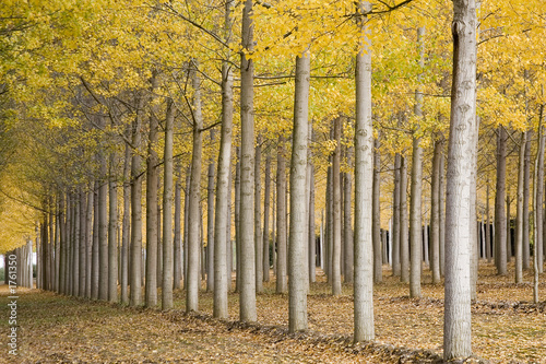 Foto couleurs d'automne
