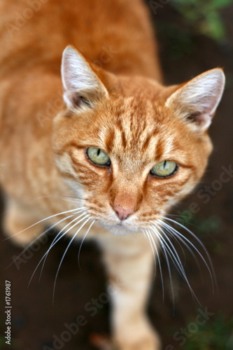 green eyed cat