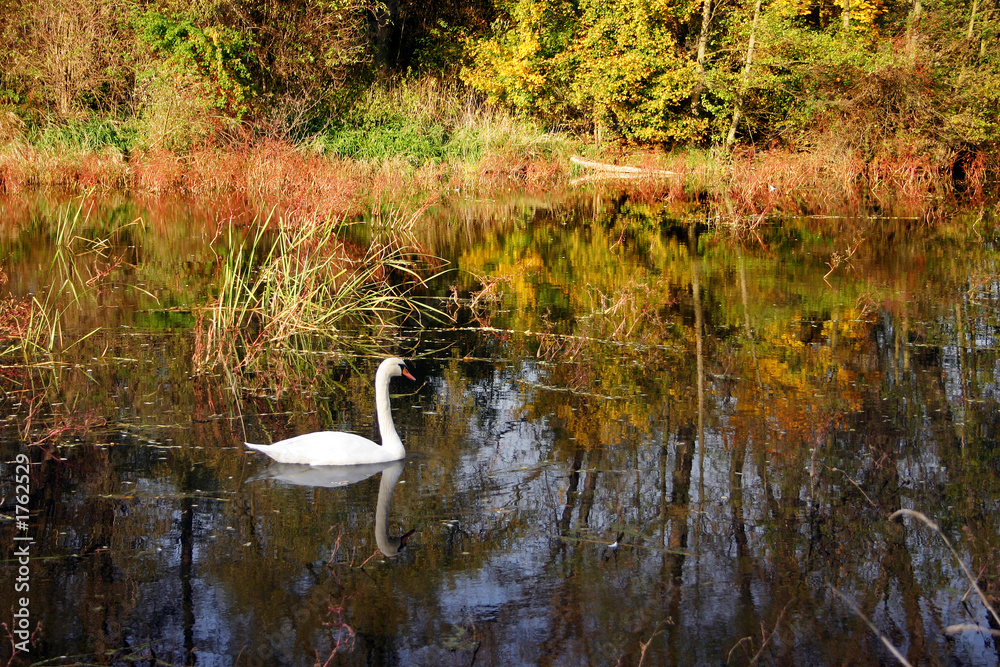 Fototapeta premium white swan and fall colors