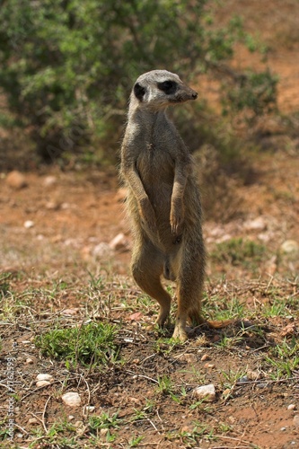 meerkat