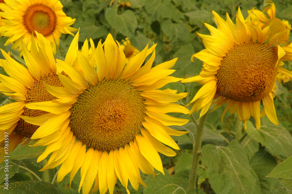 Naklejka premium sunflowers