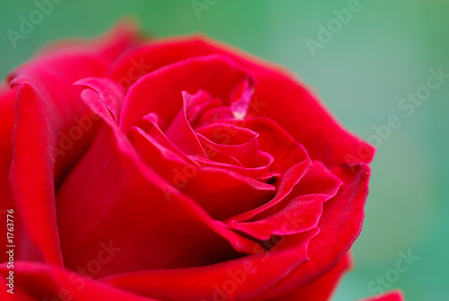 red rose