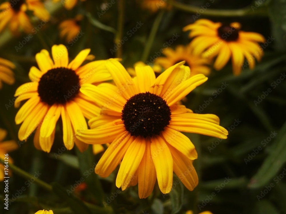 closeup of blackeyed susan's flowers closeup of blackeyed susan's flowers