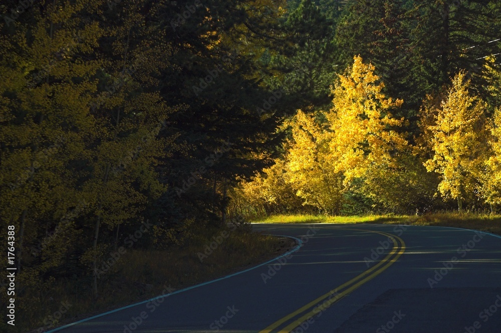 Fototapeta premium road with fall yellow trees