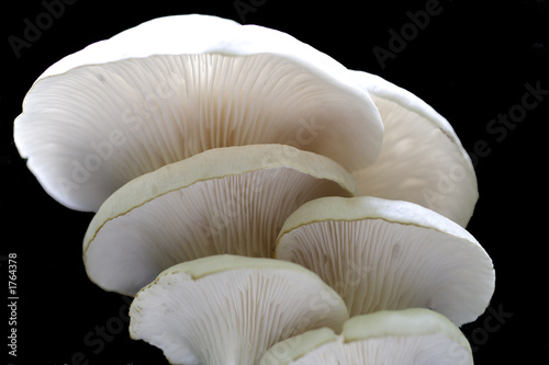 mushrooms