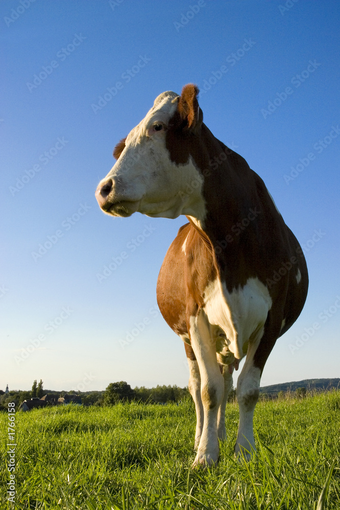 Obraz premium la vache! 3