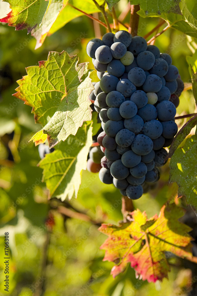 vignoble 2 vignoble 2