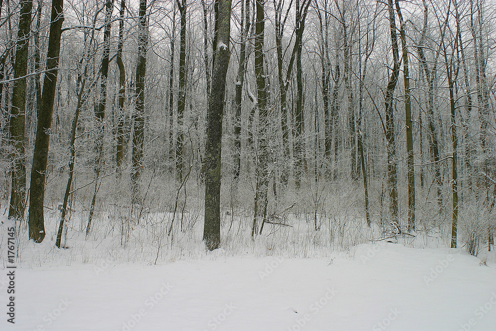 Fototapeta premium icy dawn