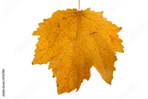 autmn leaf