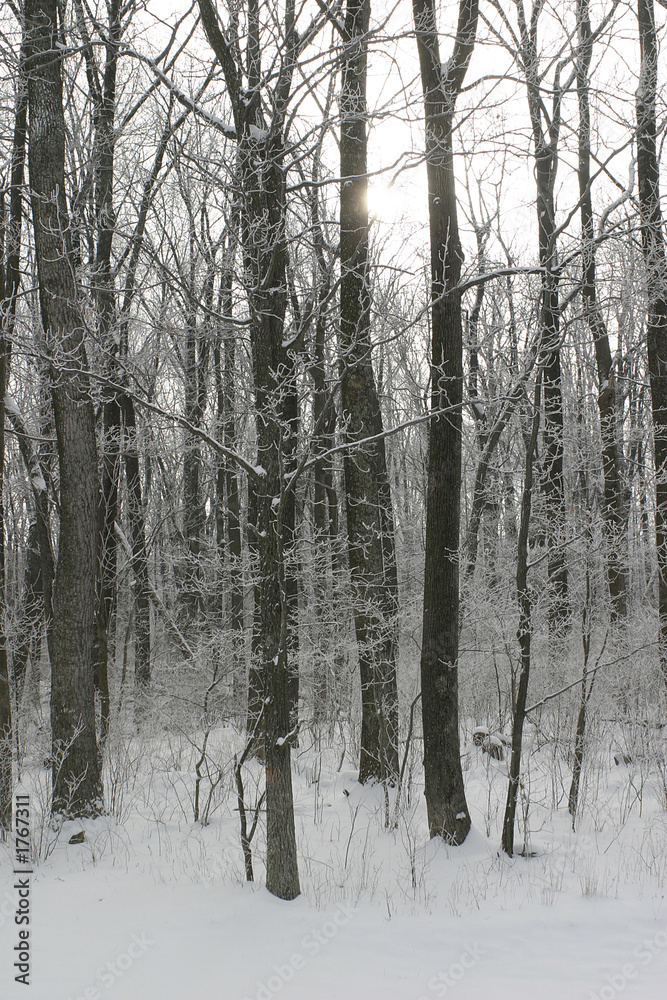 Fototapeta premium snowy woods