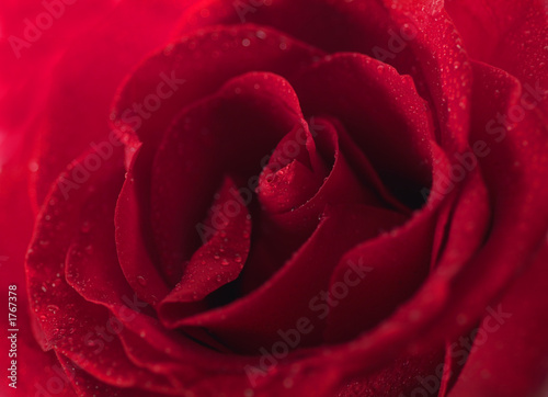 red rose with water droplets