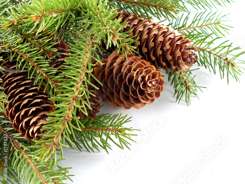 fir cone on the branch