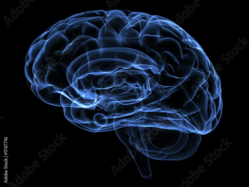 brain