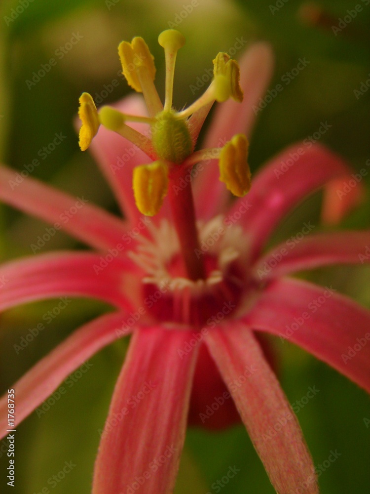 Obraz premium pollens