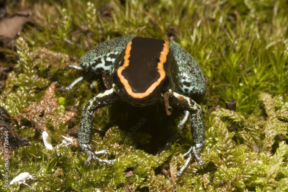 exotischer frosch exotischer frosch