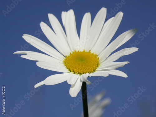 blume vor blauem himmel