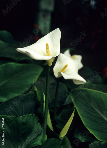 Fototapeta Naklejka Na Ścianę i Meble -  twin white lilies