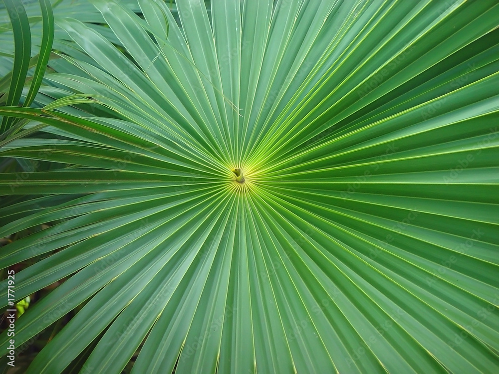 leaf leaf