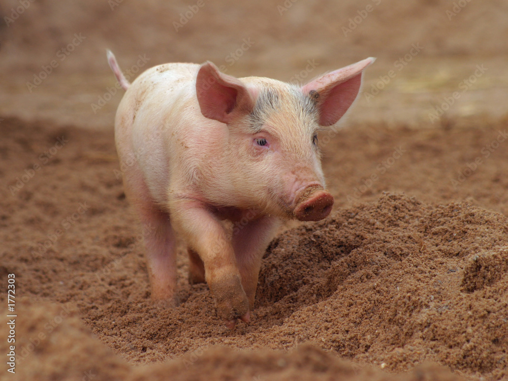piglet piglet