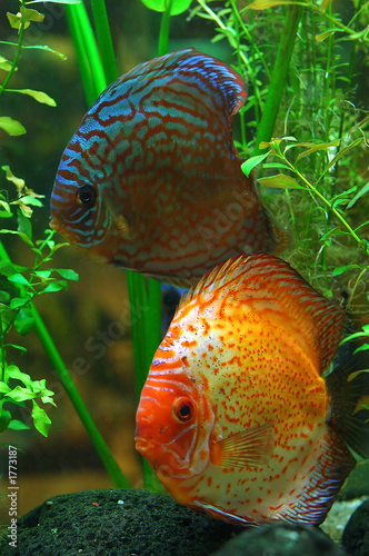 diskus fish