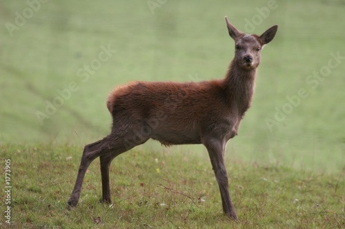 Fototapeta Naklejka Na Ścianę i Meble -  red deer fawn